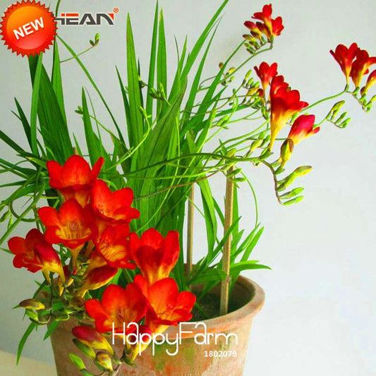 Buy Red Freesia Seeds - Perennial Flower Seeds for Garden & Pots | Free Shipping