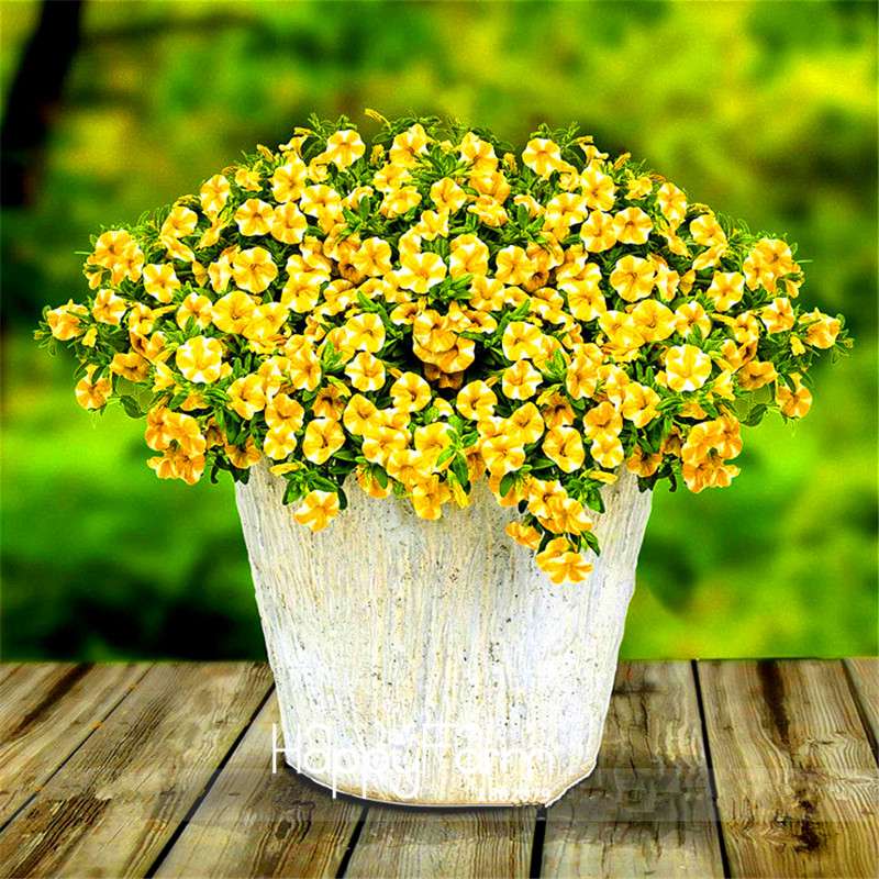 Premium Lemon Slice Superbells Calibrachoa Petunia Seeds - Annual Flower Pack for Vibrant Gardens
