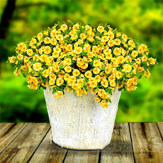 Premium Lemon Slice Superbells Calibrachoa Petunia Seeds - Annual Flower Pack for Vibrant Gardens