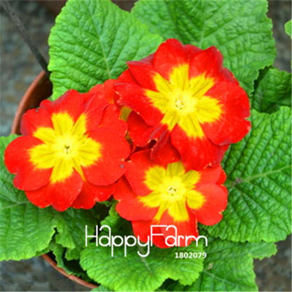 Rare Primrose Seeds (Primula malacoides) - Europe Bonsai Flower Seeds for Home Garden & Outdoor Planting