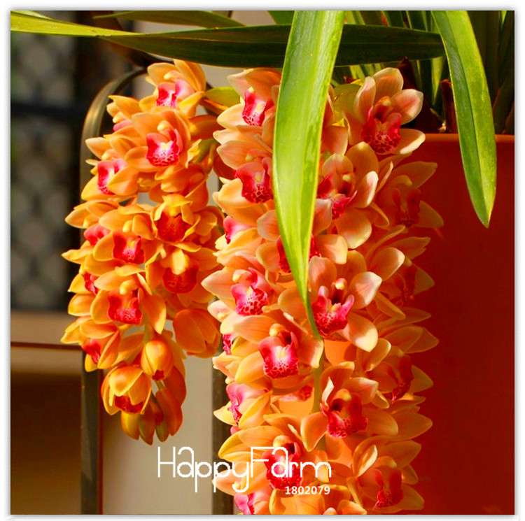 Yellow Cymbidium Faberi Orchid Seeds - Rare Pack for Potted Plants & Home Gardening