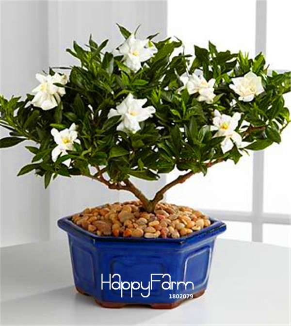 Gardenia Seeds - Fragrant Cape Jasmine for Home Garden, Potted Bonsai, Indoor & Outdoor Planting (Beautiful Flowers)