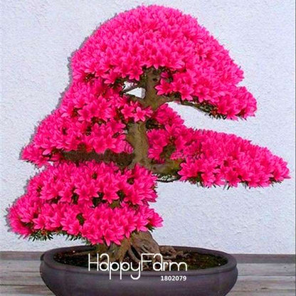 Japanese Sakura Seeds - 7 Varieties of Red & Pink Cherry Blossoms for Garden Planting | Fast Shipping