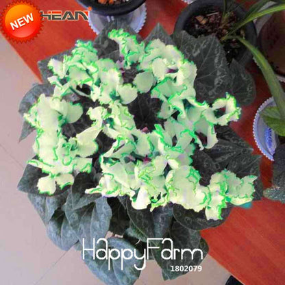 Cyclamen Seeds - Green Edge White Perennial Flowering Plants | Fast-Growing & Easy Care