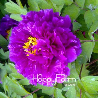 Yellow Peony Seeds for Planting - Potted Bonsai Flower Seeds for Home Garden