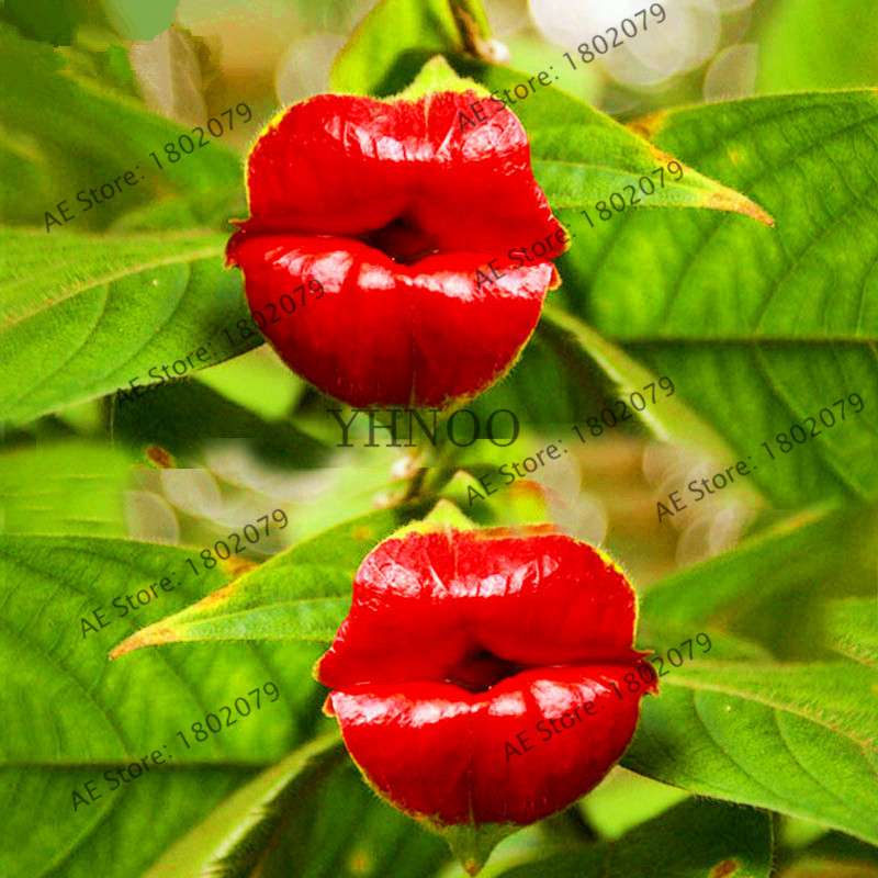 Psychotria Elata 'Hot Lips' Seeds - Rare Tropical Flower, Bonsai Plant, Exotic & Beautiful Bloom