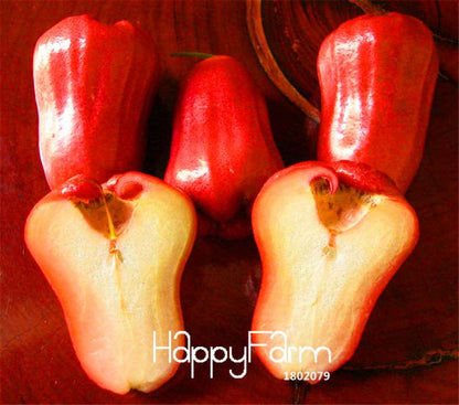 Rare Rose Apple Seeds for Planting - Easy Grow, Home Garden Fruit Seeds