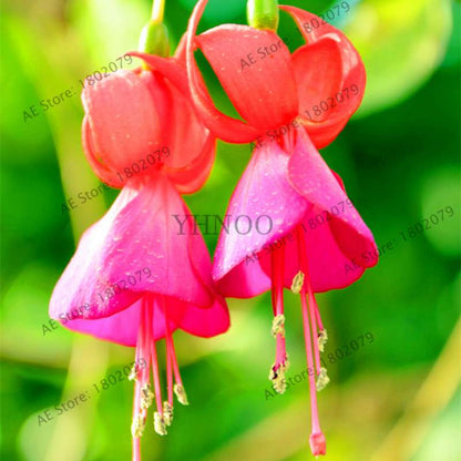 Mixed Color Lantern Flower Seeds - Fuchsia Hybrida Perennial Bonsai Plant for Home & Garden