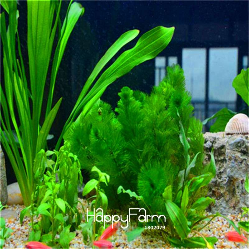 Limnophila Sessiliflora Seeds - Aquarium Moss Grass for Fish Tank & Bonsai Plants | Fast-Growing Aquatic Plant