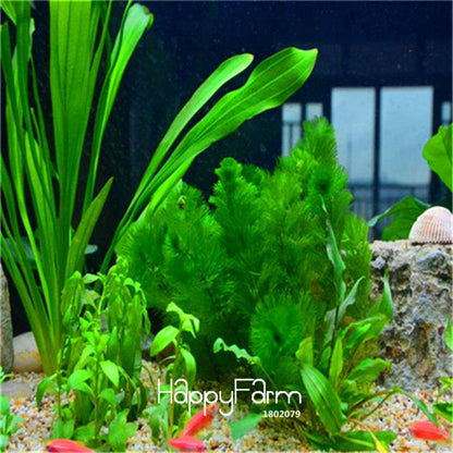 Limnophila Sessiliflora Seeds - Aquarium Moss Grass for Fish Tank & Bonsai Plants | Fast-Growing Aquatic Plant