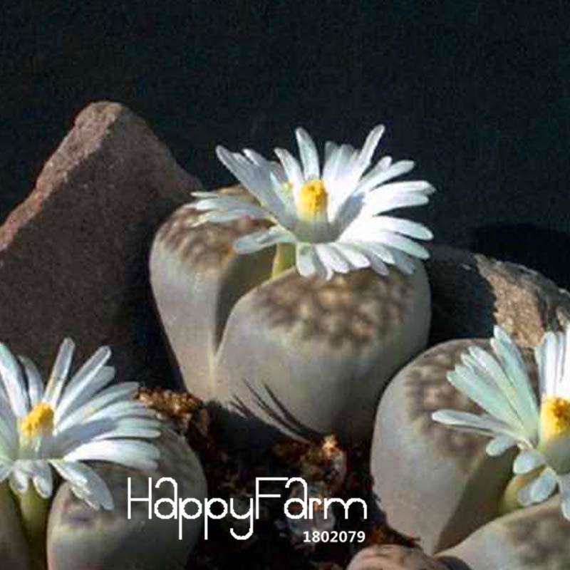 White Lithops Seeds - Rare Living Stone Succulents for Home & Office, Easy-Grow Potted Plants