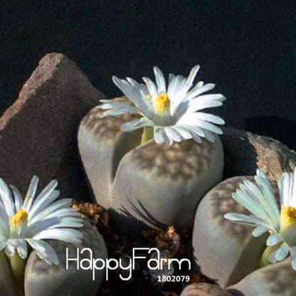 White Lithops Seeds - Rare Living Stone Succulents for Home & Office, Easy-Grow Potted Plants