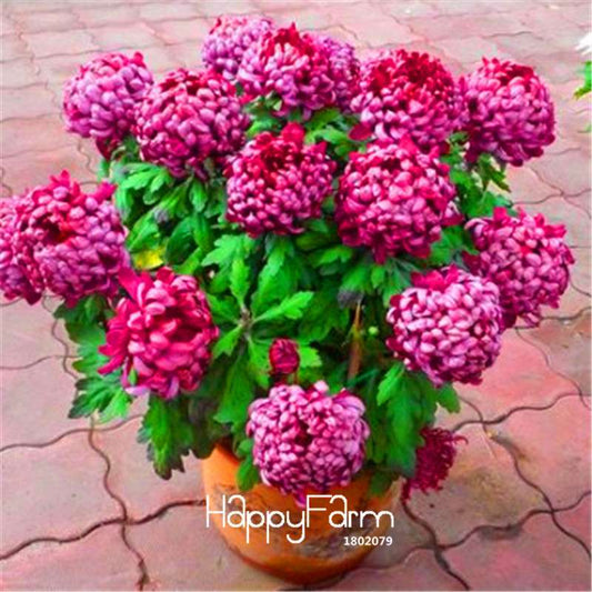Rare Chrysanthemum Seeds for Garden, Potted Plants, Bonsai - Balcony & Indoor Planting