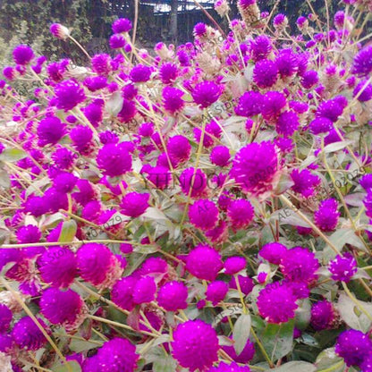 Rare Mini Gomphrena Globosa Seeds - Vibrant Perennial Flowers for Garden & Bonsai