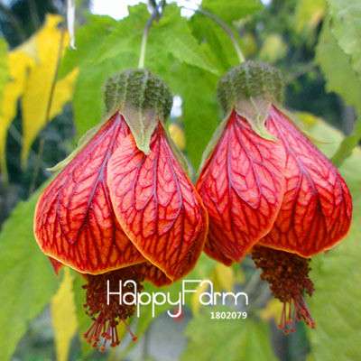 Fuchsia Flower Seeds - Pink Purple Bell Hanging Plants for Pots, Home & Garden