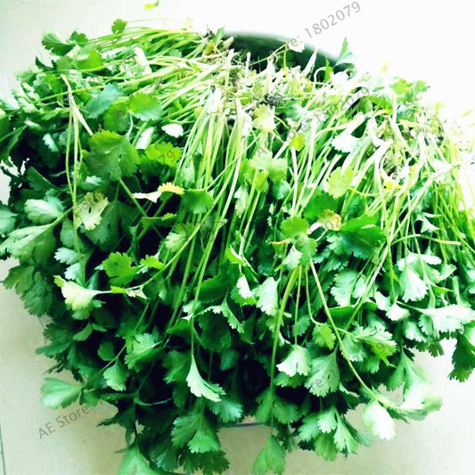 Balcony Parsley Seeds - Big Four Seasons Coriander, Home & Garden Bonsai Plants - Easy to Grow