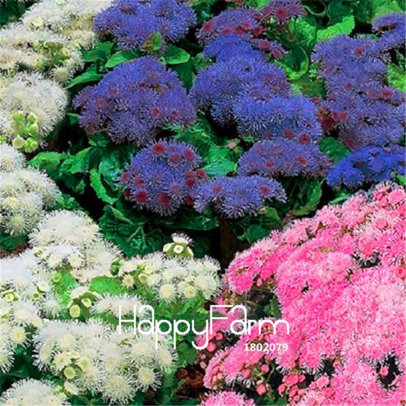 Ageratum Mist Flower Seeds - Potted Bonsai Plants for Home Garden Planting (Genuine, Bulk Pack)