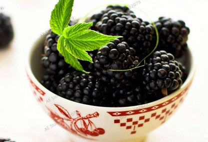 Sweet Giant Blackberry Seeds - Heirloom, Non-GMO, Triple Crown Variety - Grow Juicy Blackberries at Home