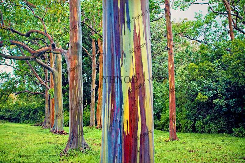 Rainbow Eucalyptus Seeds - Tropical Showy Tree for Garden Planting - Rare Eucalyptus Deglupta