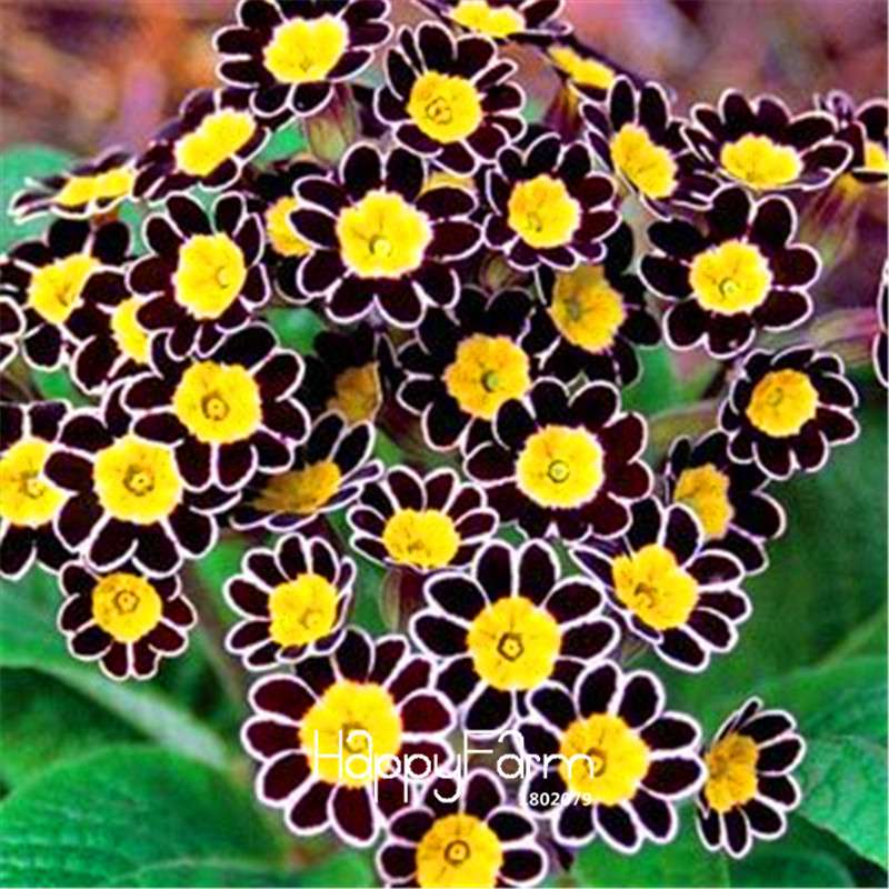 Rare Primrose Seeds - Fresh, Easy to Grow, Beautiful Blooming Flowers for Garden