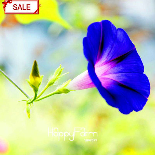 Morning Glory Seeds - Deep Blue Ipomoea Nil - Fast Blooming Chinese Flower Seeds for Garden