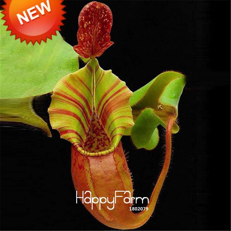 Carnivorous Nepenthes Seeds - Mosquito Eating Plant for Bonsai & Garden - Rare Insectivorous Variety
