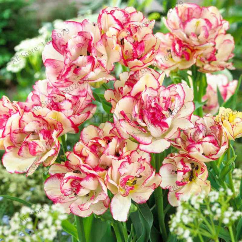 Purple & White Double Tulip Bulbs - Rare Bonsai Flowers for Home Garden, Perennial Blooming Plants