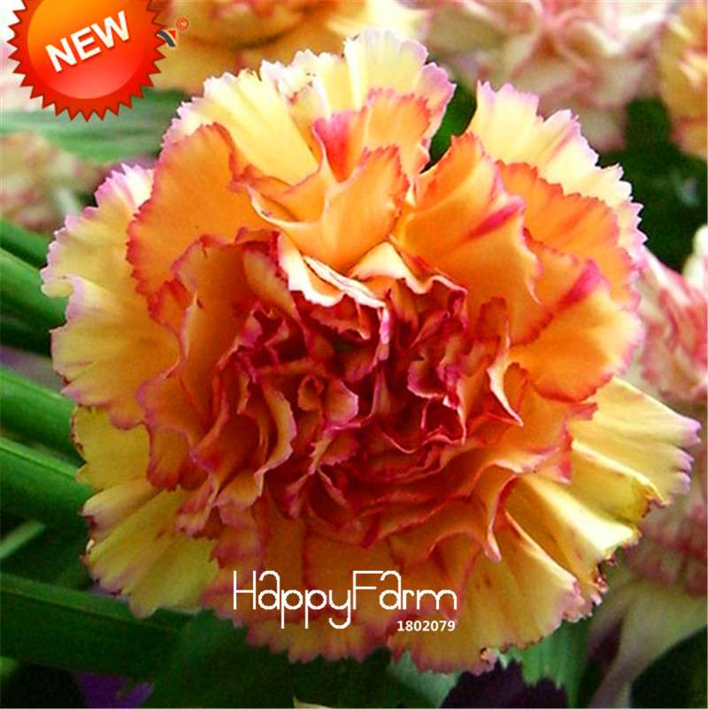 Black Carnation Flower Seeds - Rare Dianthus Bonsai Plants for Home Garden, Unique & Exotic Blooms
