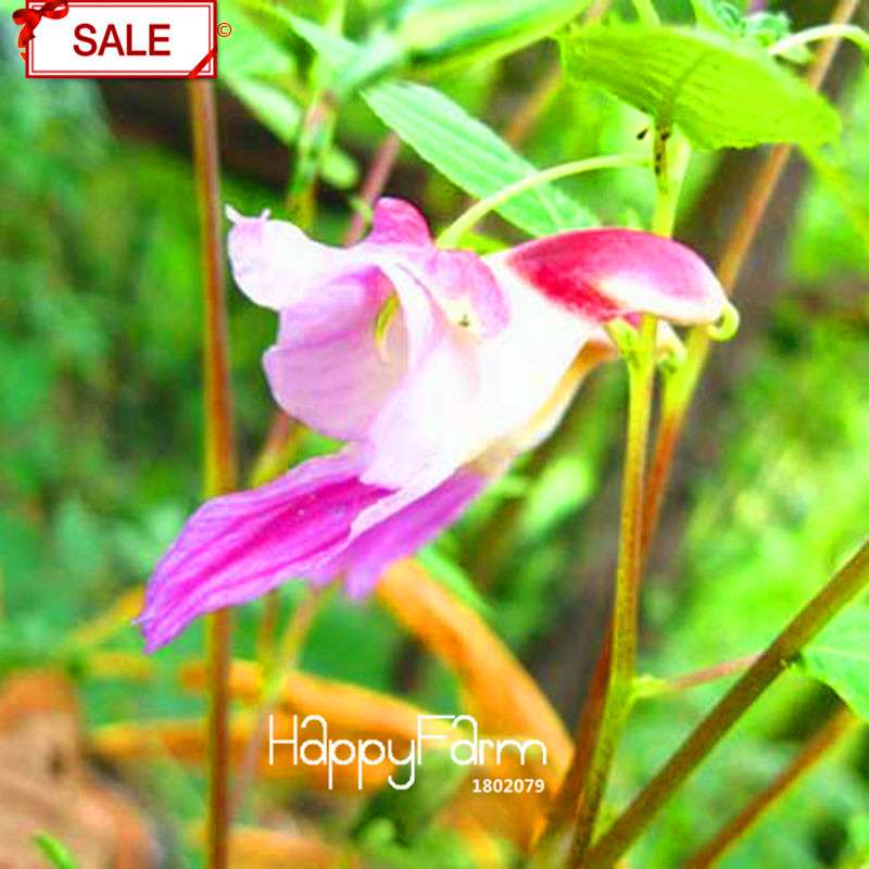 Rare Parrot Orchid Seeds - Exotic High-Grade Bonsai Flower for Home Garden