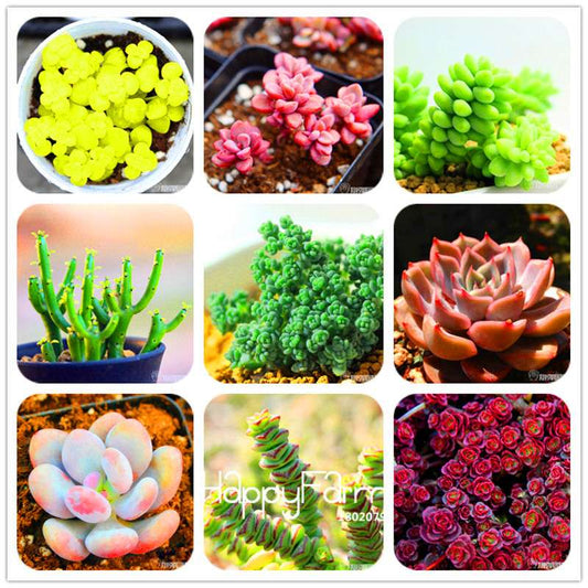 99 Rare Succulents & Lithops Seeds - Exotic Bonsai Plants, - Unique Office & Home Garden