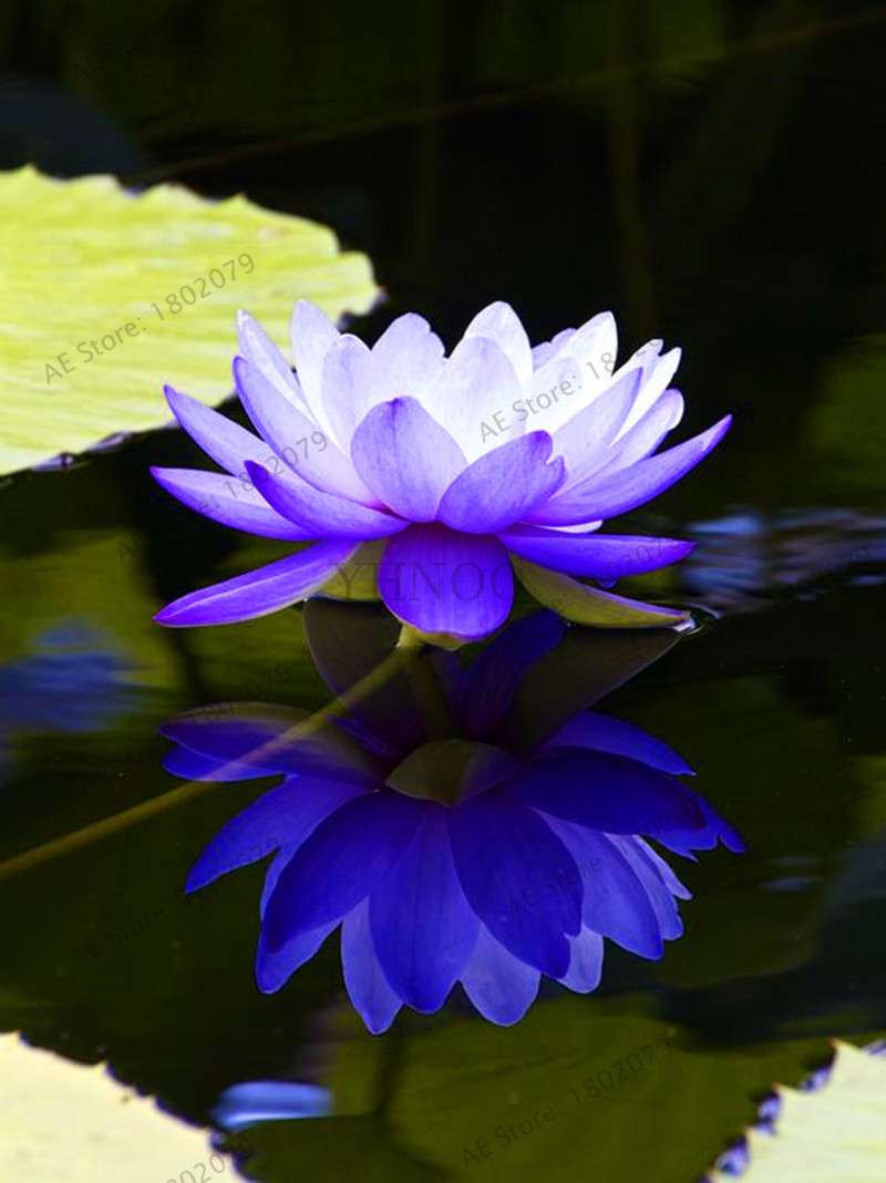 Lotus Flower Seeds - Aquatic Water Lily Plants for Home Garden Planting