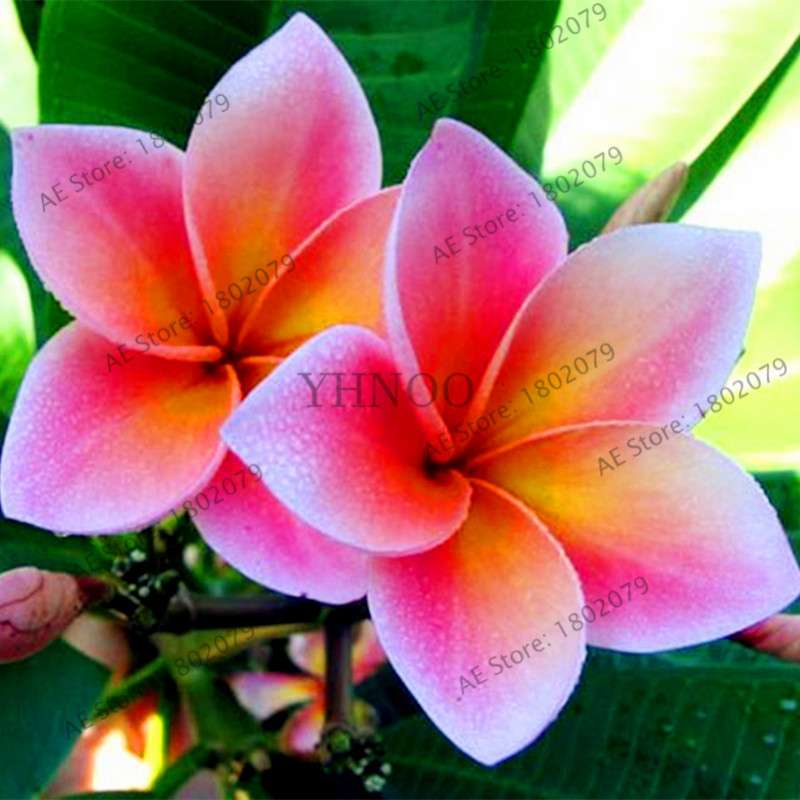 Mixed Color Frangipani Plumeria Seeds - Perennial Bonsai Plant for Home & Garden Planting