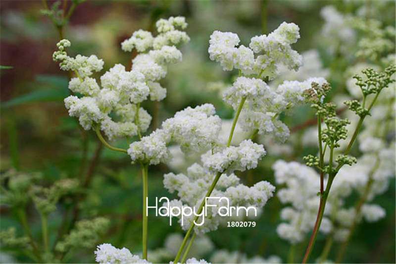 Meadowsweet Bonsai Seeds - Easy to Grow, Fast Blooming Flower Seeds for Home & Garden Planting