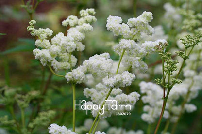 Meadowsweet Bonsai Seeds - Easy to Grow, Fast Blooming Flower Seeds for Home & Garden Planting