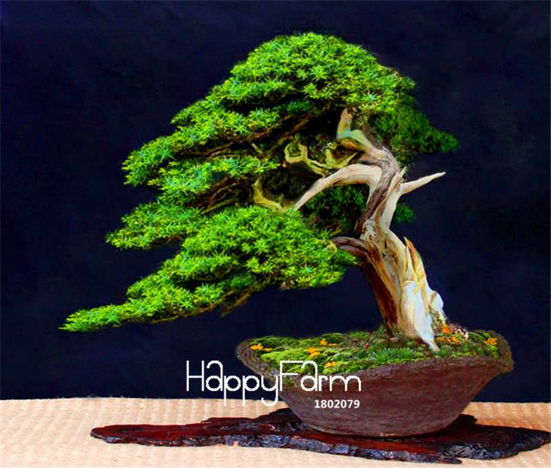 Juniper Bonsai Trees for Office & Home | Air-Purifying Potted Plants | Natural Decor