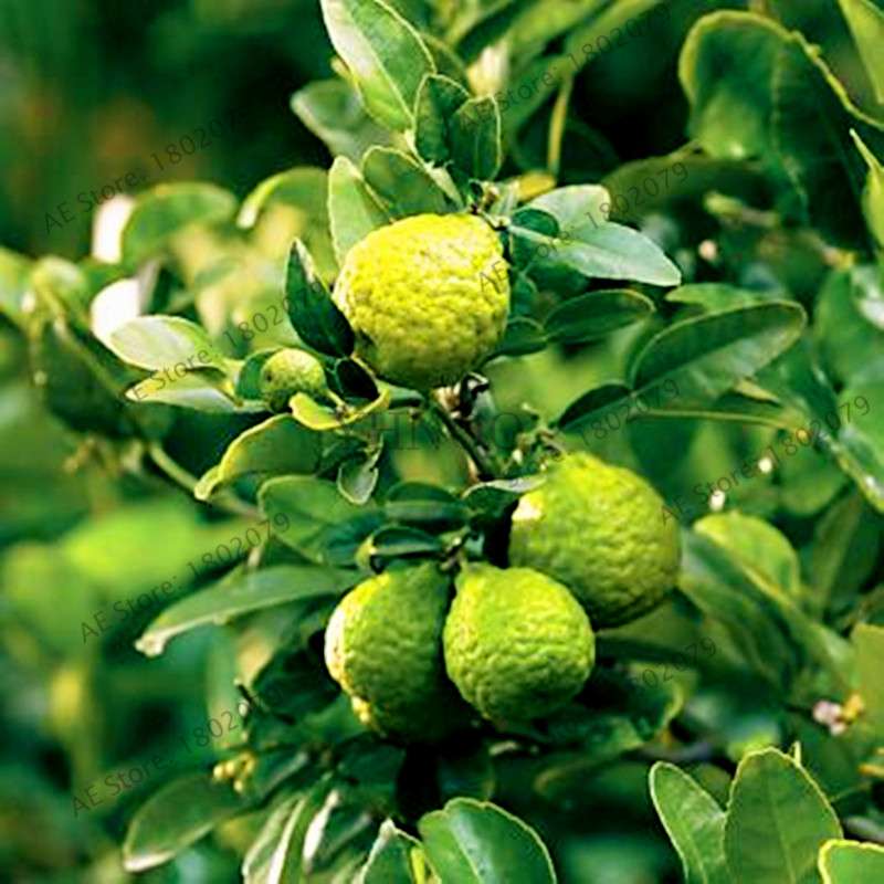 Key Lime Seeds, Delicious Potted Organic Fruit Seeds,(Citrus Aurantifolia) , Fruit Lemon Tree For Home Garden