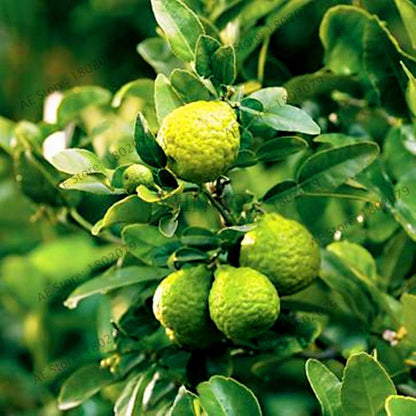 Key Lime Seeds, Delicious Potted Organic Fruit Seeds,(Citrus Aurantifolia) , Fruit Lemon Tree For Home Garden