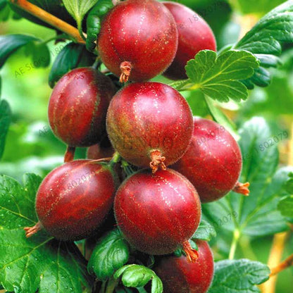 Organic Gooseberry Seeds - Fresh, Nutrient-Rich Perennial Fruit Seeds for Home Gardening