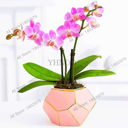 Rare Mixed Color Butterfly Orchid Seeds - Beautiful Bonsai Balcony Flowers for Garden Planting