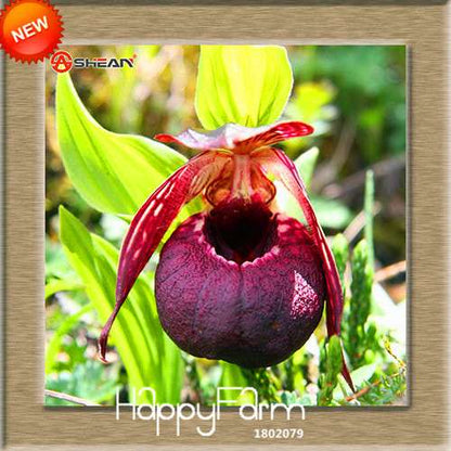 18 Color Orchid Seeds - Cypripedium & Paphiopedilum Bonsai Flower Seeds, Exotic Home Garden Planting