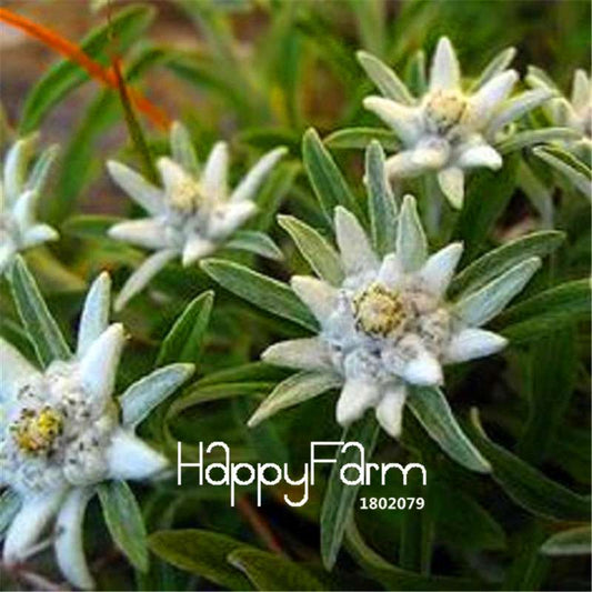 Edelweiss Seeds - Grow Stunning Bonsai & Potted Flowers, DIY Home Garden Kit