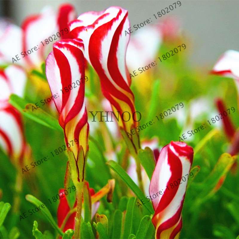 Oxalis Versicolor Seeds - Rare, Easy to Grow Flowers for Home & Garden