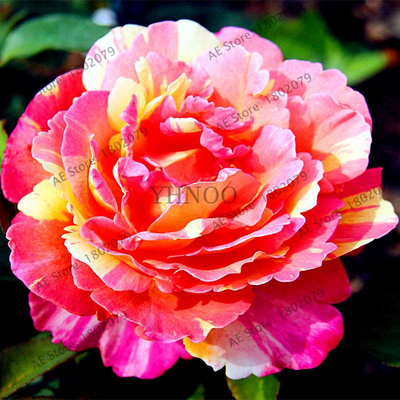 Rare Candy Stripe Rose Seeds - Mixed Color Bonsai Flower Seeds for Home Garden (Black, Blue)