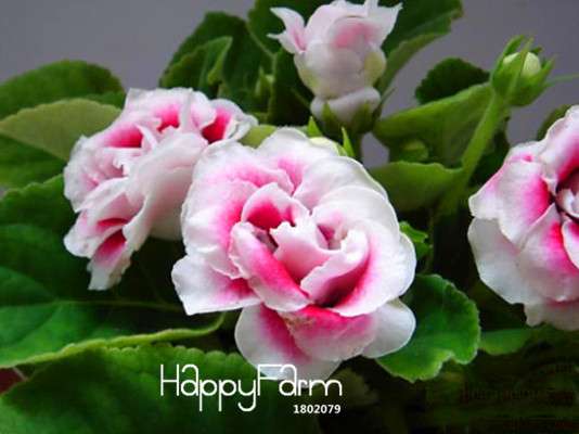 9-Color Gloxinia Seeds - Perennial Bonsai Flowers for Balcony - Vibrant & Easy to Grow