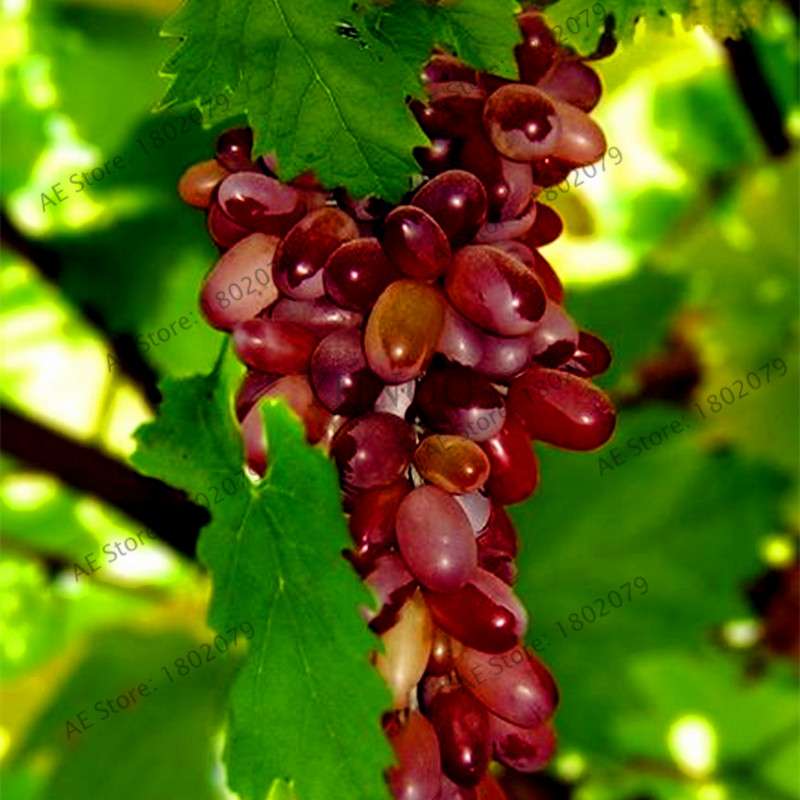 Kyoho Grape Seeds - Sweet Natural Fruit Seeds for Home Garden Planting, Fresh & Juicy