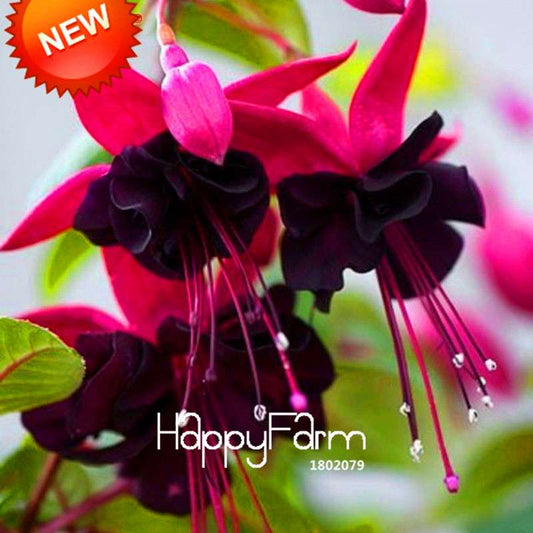 Purple Double Petals Fuchsia Seeds - Vibrant Hanging Flowers for Pots, Easy to Grow