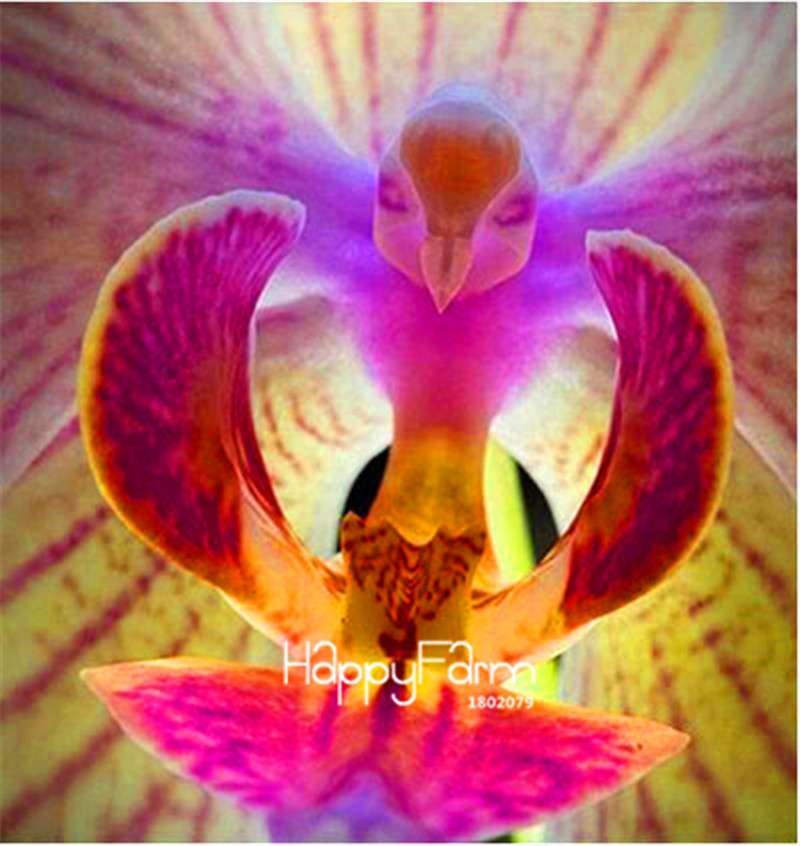 Phalaenopsis Orchid Seeds - Premium Bonsai Flower Seeds for Home & Indoor Garden Planting