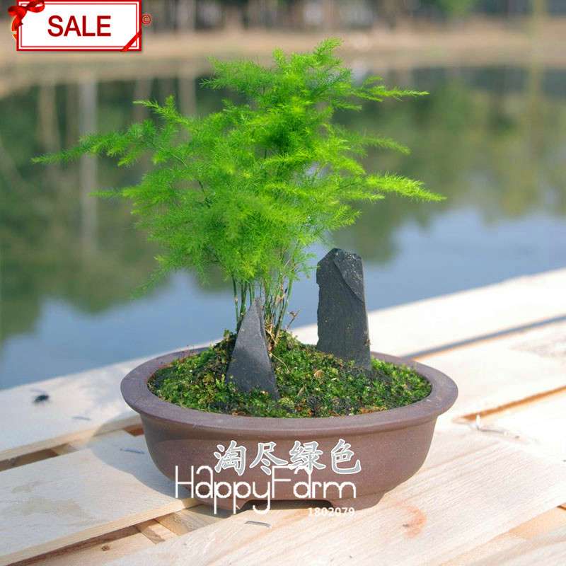 Asparagus Setaceus Seeds - Lucky Bamboo for Home, Pots & Indoor Plants