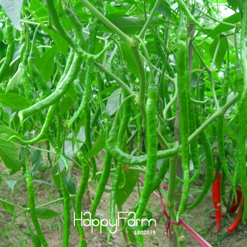 Long Red Chili Pepper Seeds - Organic, Healthy, Non-GMO for Garden & Pots - Hot Pepper Seeds for Home Planting