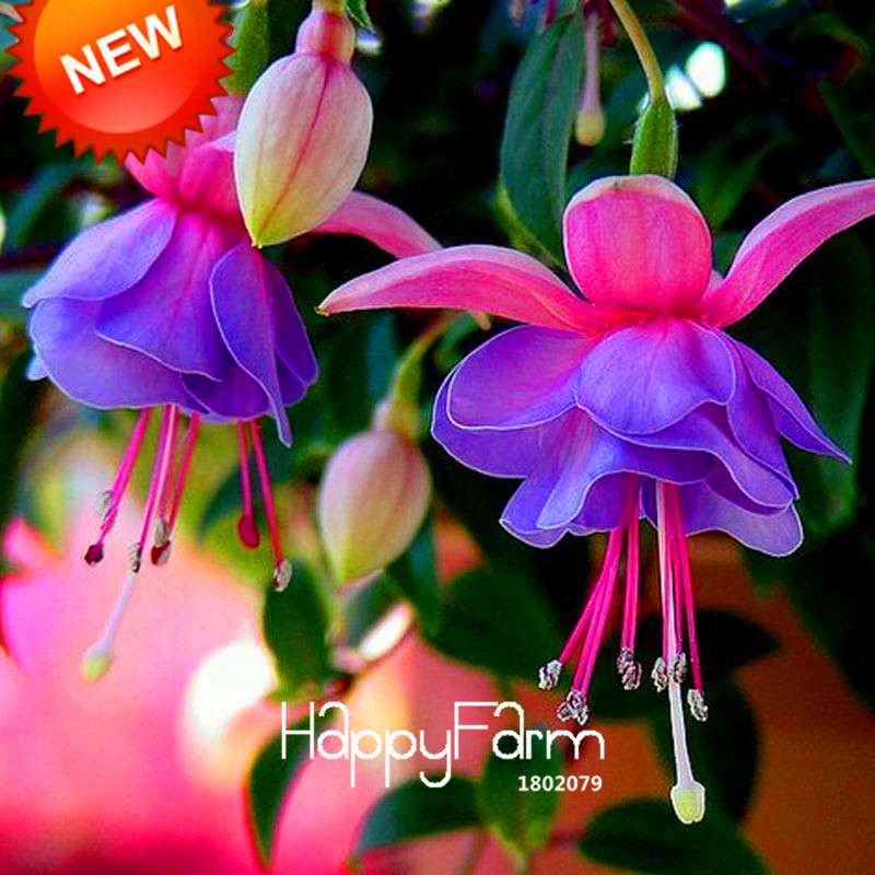 Purple Double Petals Fuchsia Seeds - Vibrant Hanging Flowers for Pots, Easy to Grow